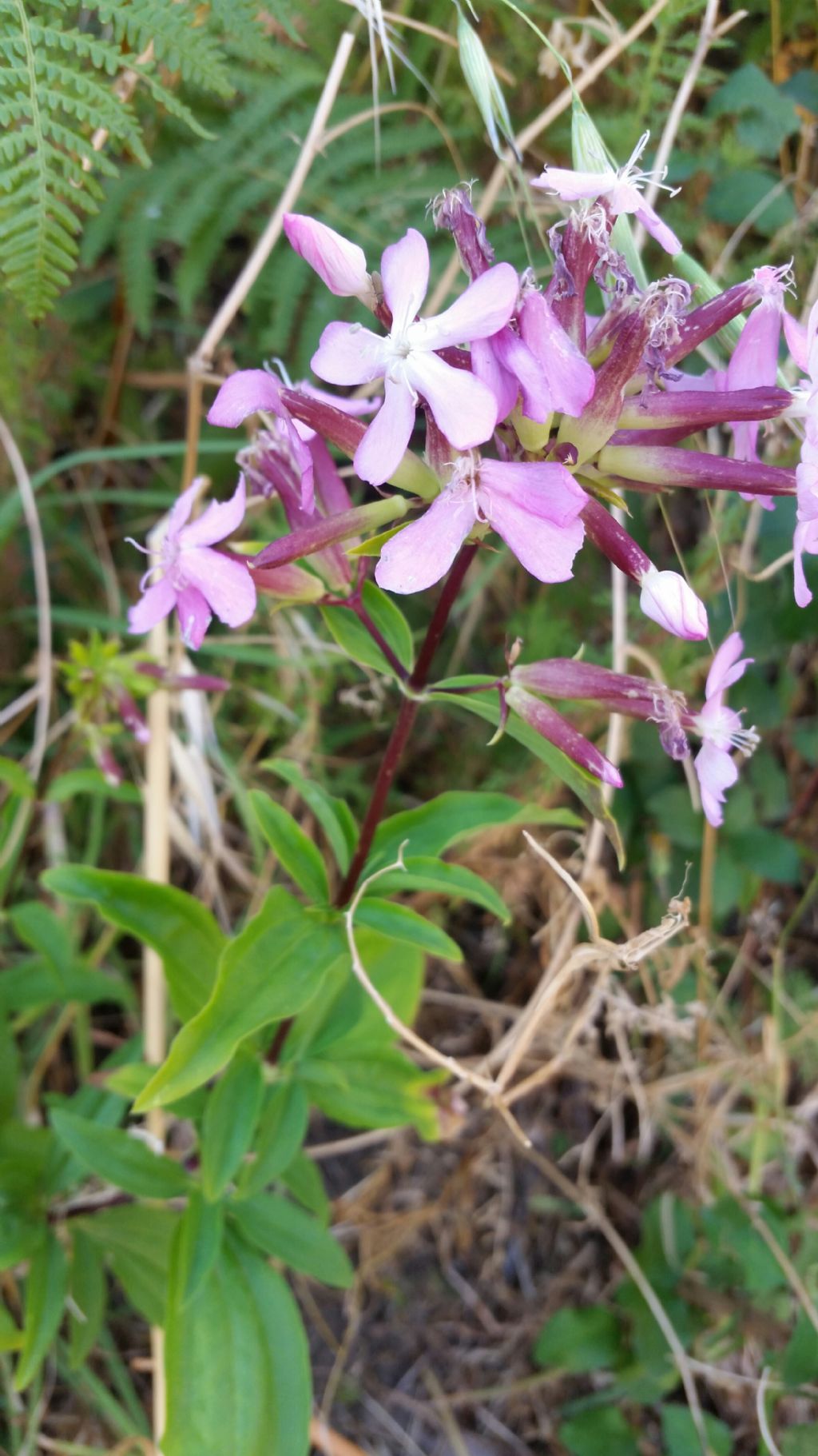 Saponaria officinalis  (Caryophyllaceae)